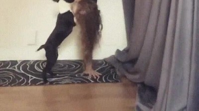 perro,negar,utilizar,tácticas,ligar