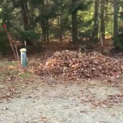 perro,monta&ntilde;a,hojas,secas,felices,mundo