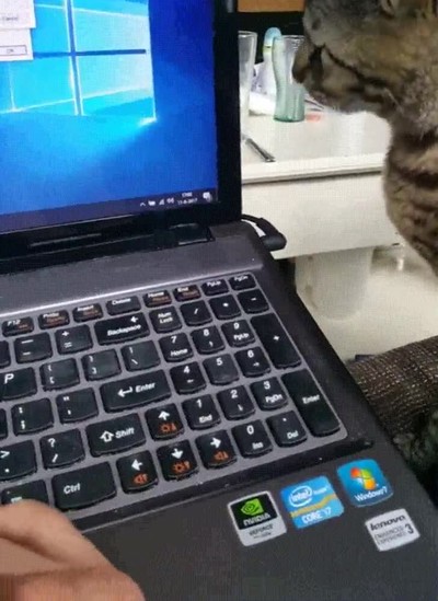 reconocer,reacci&oacute;n,gato,logica