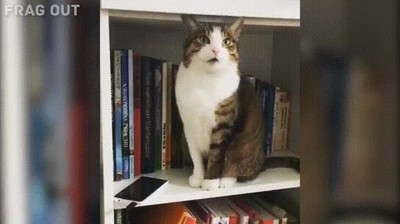 telefono,comprar,gato,estantería