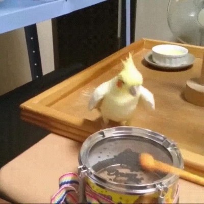 p&aacute;jaros,llevar ritmo,sangre