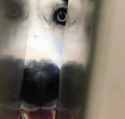 sentirse,observado,casa,perros