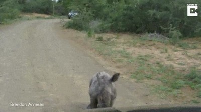 beb&eacute;,rinoceronte,coche,grande