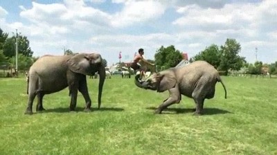 acrobacias,elefantes,salto,voltereta