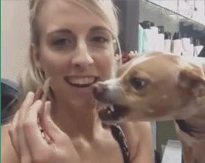 perro,demasiado,posesivo,comida