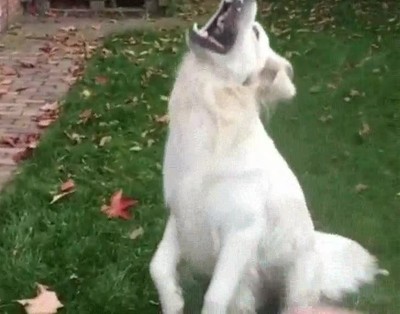perro,intentar,atrapar,hoja,seca,c&aacute;mara lenta