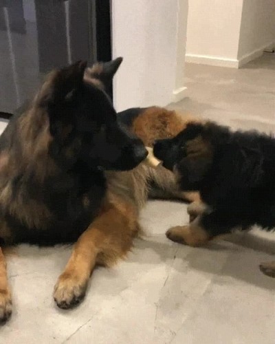 perro,rollo,peque&ntilde;o,cachorro