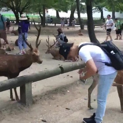 Enlace a Hoy en dia los ciervos japoneses son la mar de educados