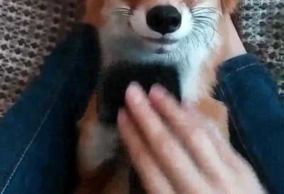 zorro,adorable,ver,nunca