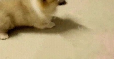 burbujas,perro,comer,todas