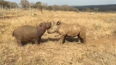 bebe,hipopotamos,rinoceronte,mejores amigos