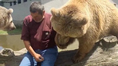 oso,encari&ntilde;ado,colega,humano