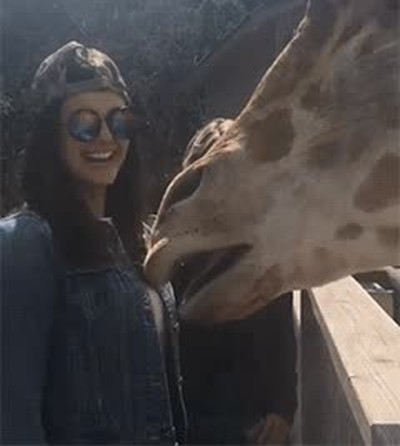 zanahoria,beso,jirafa