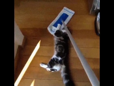 gatos,colaborar,tareas,hogar,suelo