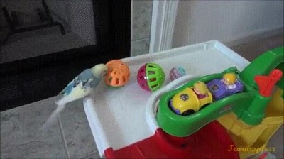 p&aacute;jaros,inteligentes,imaginar,bola