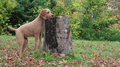 Enlace a Este perro nunca sería capaz de atrapar a la ardilla. Está a otro nivel
