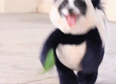 reusltado,mezcla,perro,oso panda