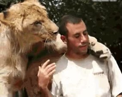 leones,sentir,amor,devoci&oacute;n,cuidador