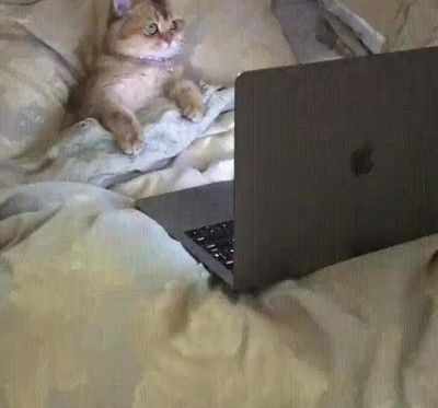 plan,fin de semana,perfecto,gato