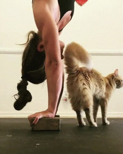 gatos,empe&ntilde;ar,dificil,ejercicio