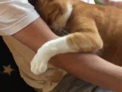 gato,demasiado,encari&ntilde;ado,humano