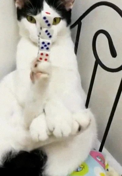 gatos,equilibrio,dados,mano