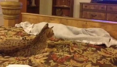 forma,f&aacute;cil,confundir,gato