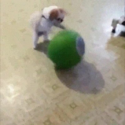 perro,estrella,baloncesto,vidas,pasadas