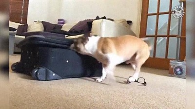 perro,ver,demasiadas veces,pel&iacute;cula,superman
