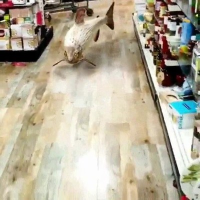 tienda,pez,nadar,aire,pillado