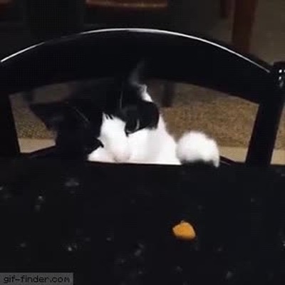 sutileza,gato,robar,trozo,comida,mesa