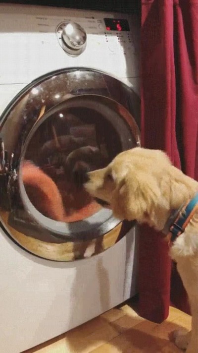 perro,esperando,mania,favorita,limpia