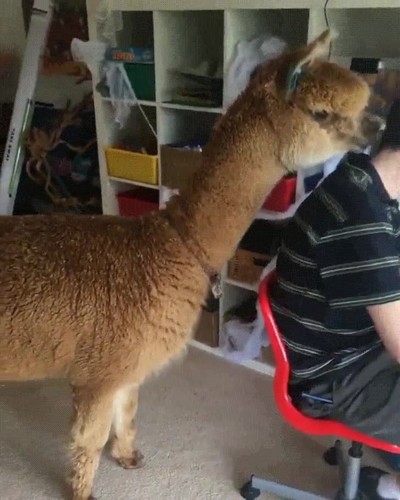 mascotas,insistentes,saltos,ola k ase