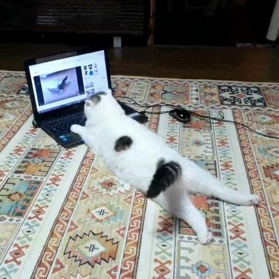 gatos,enganchados,videos,youtube
