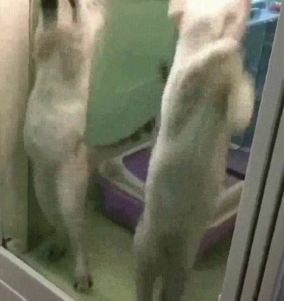 impresionar,guapa,discoteca,gatos,baile