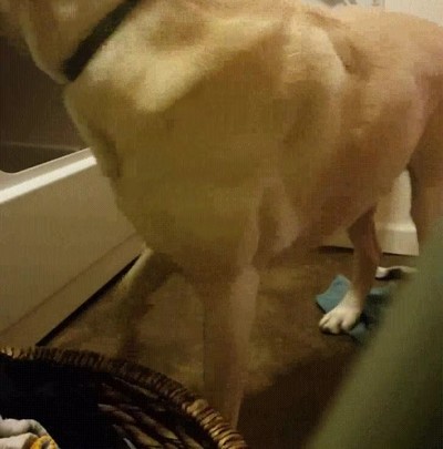 perro,ayudar,tareas,hogar