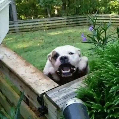 stranger things,crear,demoperros