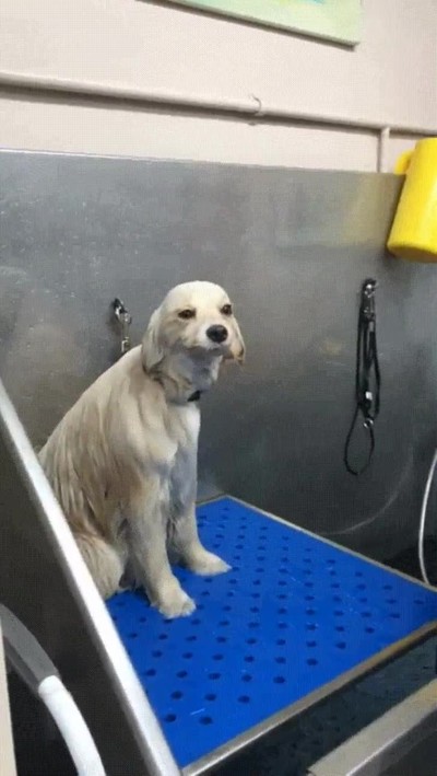 cortar,pareja,preguntar,feliz