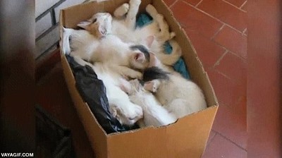 momento,preguntar,hambre,gatos