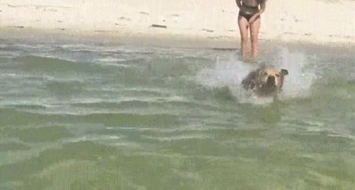 Enlace a Cuando eres Aquaman, vuelves a casa  y tu perro se alegra de verte