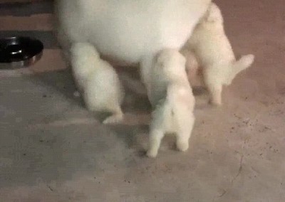 reacci&oacute;n,papa,perros