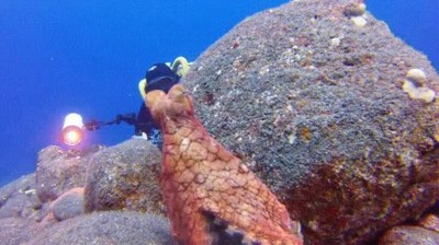 criaturas,mar,t&iacute;midas