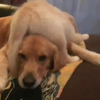 padre,divertido,perro