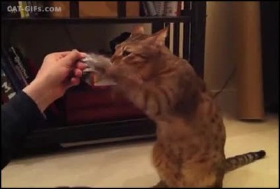 Enlace a Gatos entrenando para ser el próximo Rocky