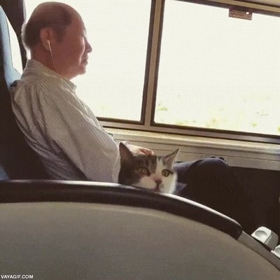 callar,gato,transporte,publico