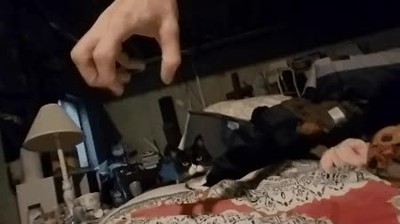 gatos,momento,adecuado