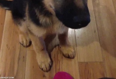 perro,adorable,hipo,parar