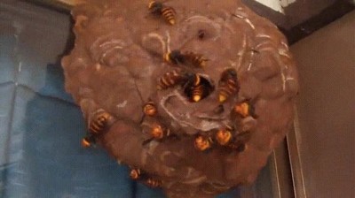 Cuando estás grabando un nido de abejas pero no tienes ni idea de cómo funciona el zoom grabar,nido,abejas,zoom