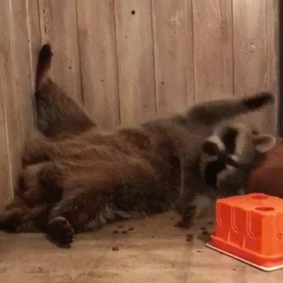 encontrar,animal,mejor,representar