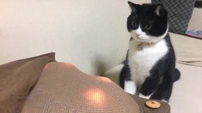 gatos,flipar,nuevas,tecnolog&iacute;as